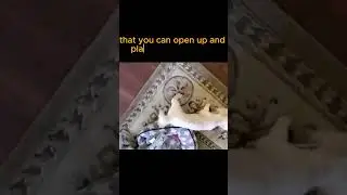Happy dog toys | Dog Care with Toys #shorts #youtubeshorts #dog #toys #dogloverusa