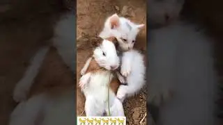Playful mice and cats🐈💛#cat #mice #animals #playful #cute #natural #turismo #iran