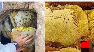Wild honeybee hunting in jungle || jungle adventure........