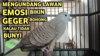 Perkutut Lokal Gacor Suara Super Kristal - Pancingan Malas Bunyi  (99%AMPUH BANGET)