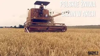 Polskie Żniwa! Bizon w akcji! Wielkopolska! Roszki!