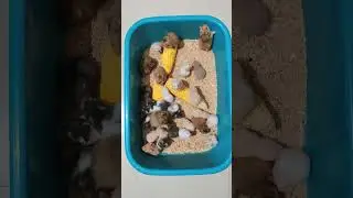 Syrian Hamster available in Hyderabad looking for new home
