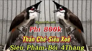 9/1 Siêu Phẩm Bổi Vip 4Tháng Lồng Hàng Dân Bản/Chim Ăn Cám Gà Con/Siêu Ché Bộ Lực Gấu Chó-Siêu xoè