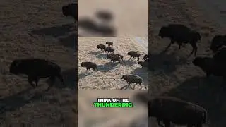 The Great Migration: Nature's Most Spectacular Journey