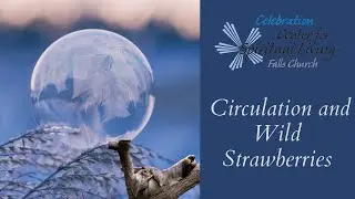 Circulation and Wild Strawberries