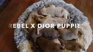 CHOCOLATE MERLE AMERICAN BULLY PUPPIES