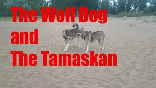 Tamaskan and WolfDog Play