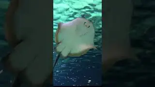 Cute Best Fish 4k Hd video|Fish| Ultra Hd Video|4K|Water Sound|#nature |#ytshorts |#trending|#fish|