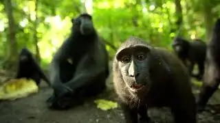 Macaca Nigra in their natural habitat