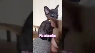 милый черный котенок #милыйкот #котенок #забавныеживотные #милоеживотное #любовь #деньвалантина20...
