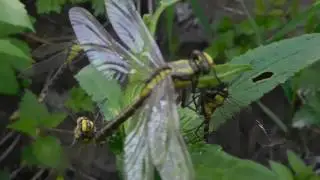 Gomphus vulgatissimus   Дедка обыкновенный массовый выход 04 06 17