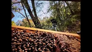 Did my bees swarm?!? Fall 2025 Hive inspection