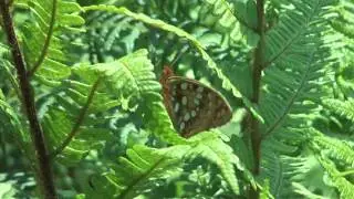 High Brown Fritillary on Bracken