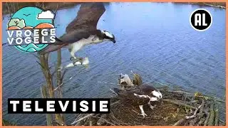 Beleef de Lente #2 | TV | Vroege Vogels