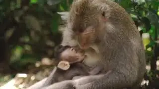 The mother monkey care baby monkey video - tiger531
