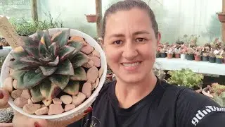 “Parecia perfeita… Mas quando tirei do vaso veio a surpresa!”😱