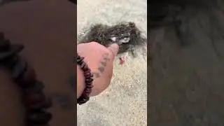 💥 Things we seen at the beach!!!#fypシ #beach #hair