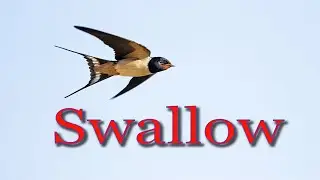 Swallow natural sounds