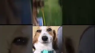 Showed his abilities😂  #memes #funny #dog