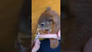 Baby-Eichh&ouml;rnchen Otilia geht es immer besser. #wildliferescue #squirrel #tierkinder