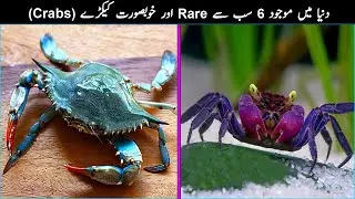 6 Most Amazing and Beautiful Crabs in The World - MalomatKLiye