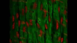 confocal imaging of a small mesenteric arteriole