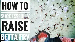 How to successfully raise betta fry