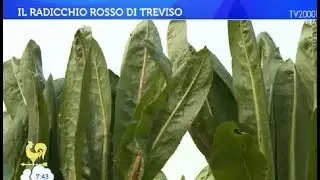 Il radicchio rosso di Treviso