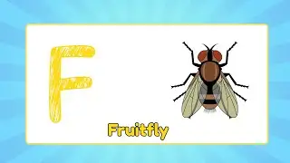 ABC Insects for Kids 🐞 | Letter F | Fly | Fruit fly | Bubbly Bugs