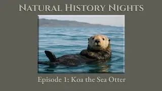 Natural History Nights Podcast. Episode 1: Koa, the Sea Otter - a calm sleep story