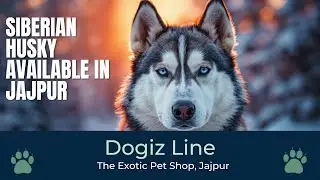 Siberian Husky Available || Odd Eyes || Pet Shop in Jajpur || Best Pet shop
