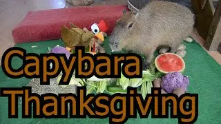 Capybara Thanksgiving (Eating Compilation)