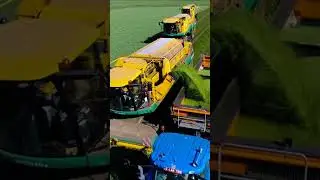 Pea Harvest #harvest #oxbo #shorts #subscribe #agriculture #farming #new #tractor #peas #dji
