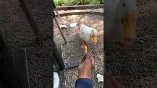 DUCK Gone MAD 😠 #shorts #youtubeshorts #viral #trending #duck #birds #animallover #TS07 motovlogs