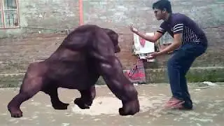kinemaster tutorial/gorilla walking video
