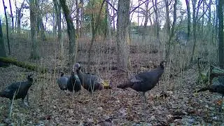 2026.01.18 - 2026.01.10 Trailcam deer and turkeys in Madison Wisconsin