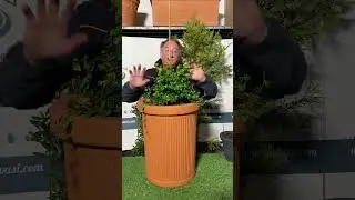 Climbing plant #short #shorts
