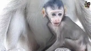 So Pity Baby Monkey Kidnapper Holding Tail Can't Run To Mummy Daily Monkeys Man #576