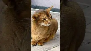 Беден - кому мало 🙀 #позитив #смехпродлеваетжизнь #cat #юмор #цитатыосмысле #цитатыпрожизнь