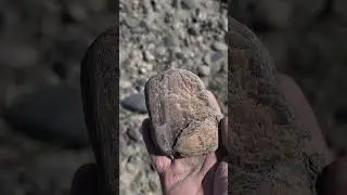 Agatized petrified wood #geology #fossil #rockhounding