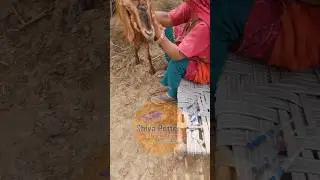 #got #treatment #vetlife #shorts #new #viralvideo #share 🥰🥰😘😍😘