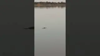 A quiet moment observing alligators in their natural habitat#nature
