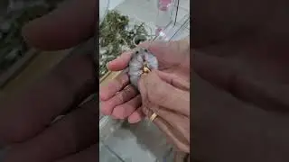 Feeding Hamster Mochi Walnut on Our Hand 🐹🌰 | Her Favorite Snack!