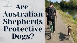 Are Australian Shepherds Protective Dogs?