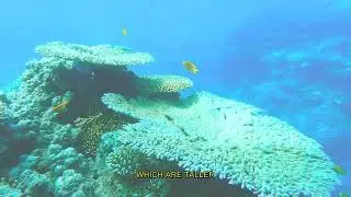 Ocean Secrets Revealed: Mind-Blowing Marine Life Facts!