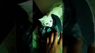 best elizabeth collar for cats