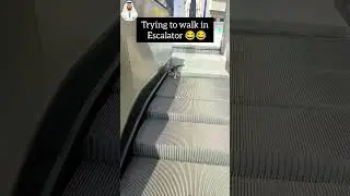 funny cat