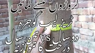 Kikar farming |three year kikar |necessary conditions for tree farming |girth of 3 year tree