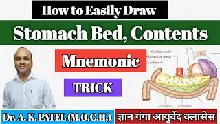 Contents of Stomach bed, easy draw, Tricks, Mnemonic, Mbbs, Bams, BD Chaurasia Gray's anatomy