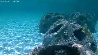 ANMR0006 ReefBalls 3